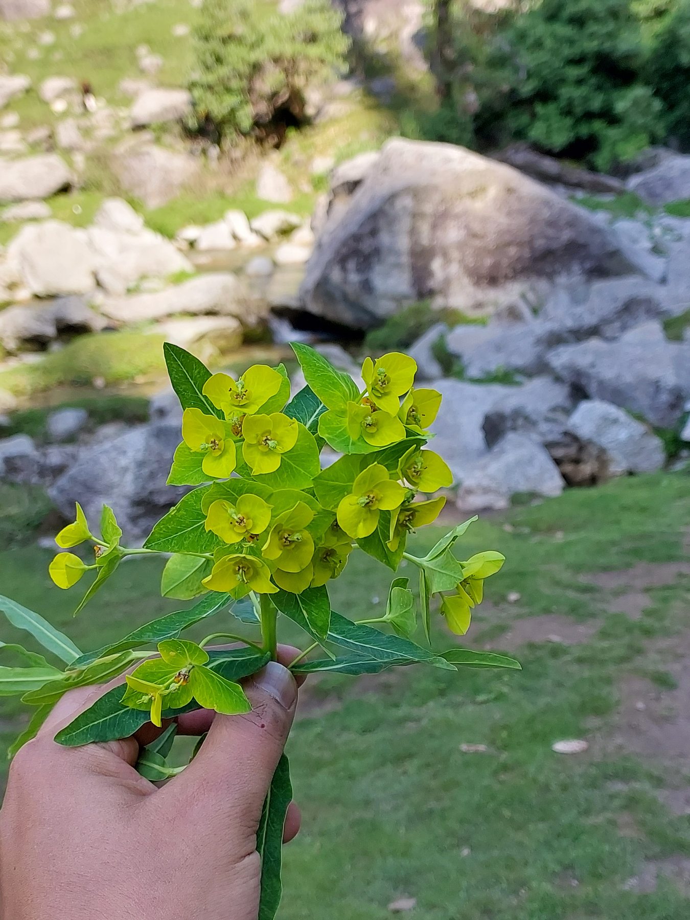 Landscape and flowers during the Kareri Lake Trek